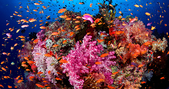 מתחת-למים-אלמוגים-ענקית.jpg