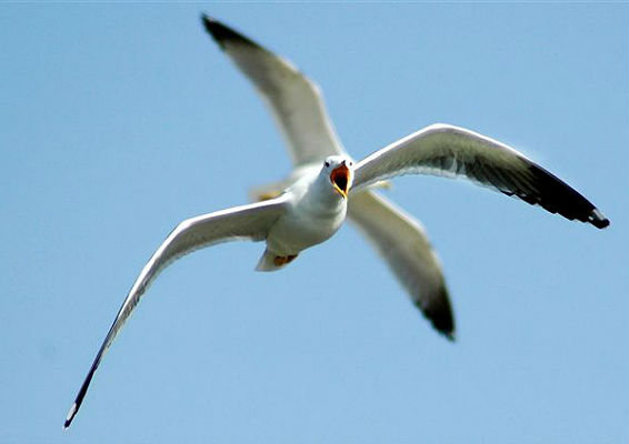 יקי אקרמן ציפורים קל.jpg